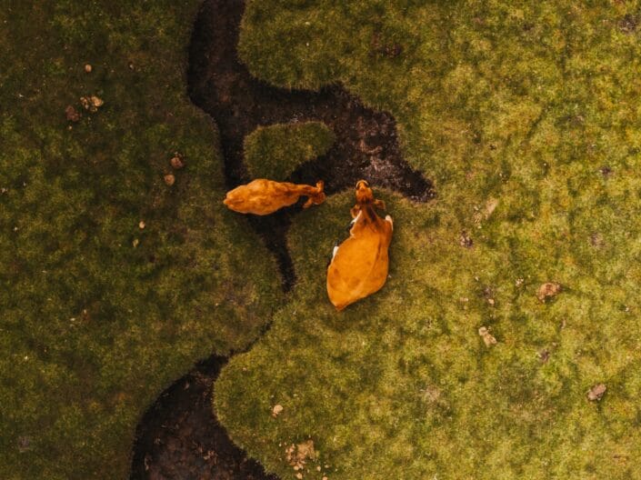 Photographie Corse Lac De Nino Paysage Drone